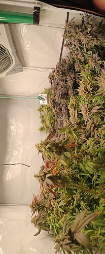 Growreport Bild 55