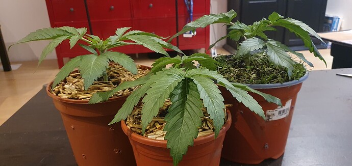 Growreport Bild 2