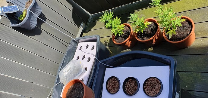 Growreport Bild 2
