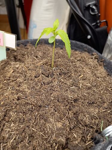 IMG_20240503_172510866