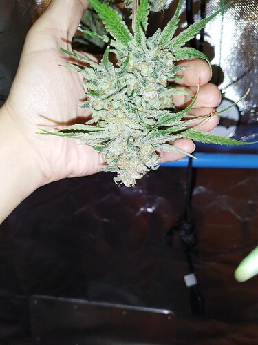 Eine Hand hält einen großen, reifen Cannabis-Bud, der mit Trichomen bedeckt ist.
