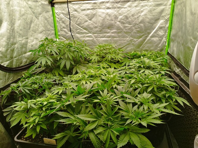 Viele junge Cannabispflanzen in einem Zelt, die sich im Wuchs befinden.