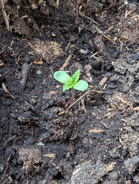 Growreport Bild 1