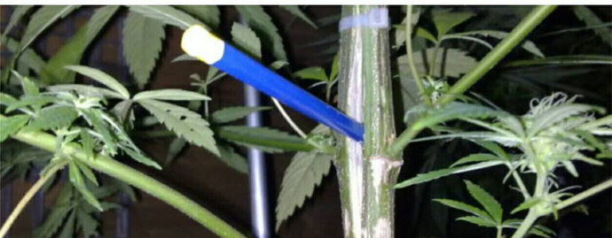 Cannabis Stammspaltung