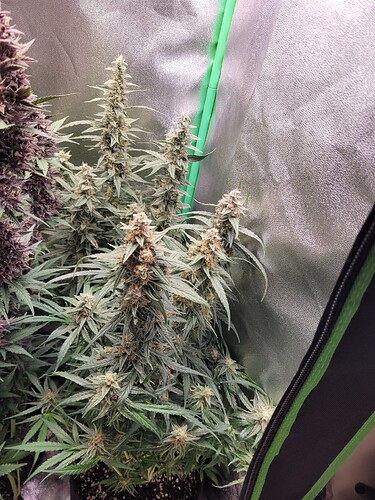 Growreport Bild 21