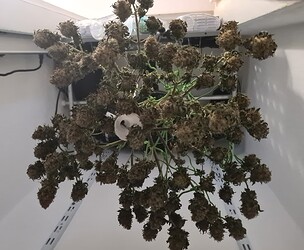 Growreport Bild 145