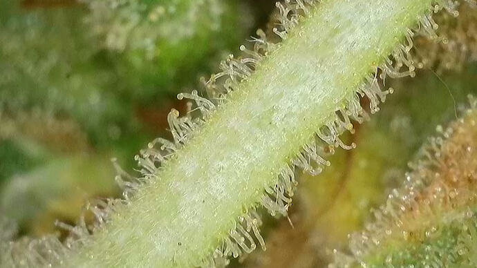 1000029014