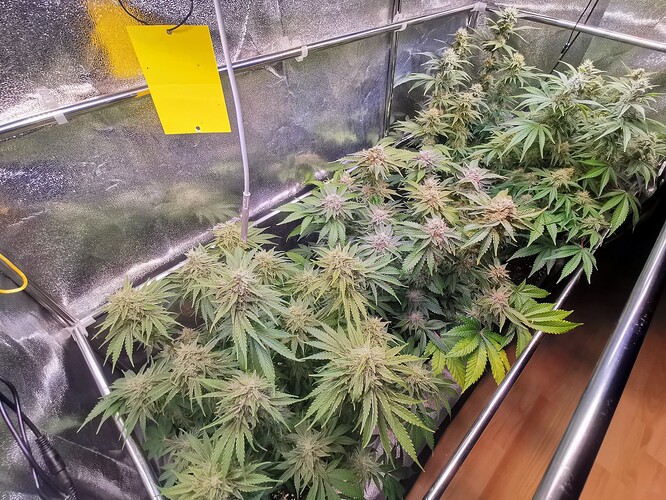 Growreport Bild 2