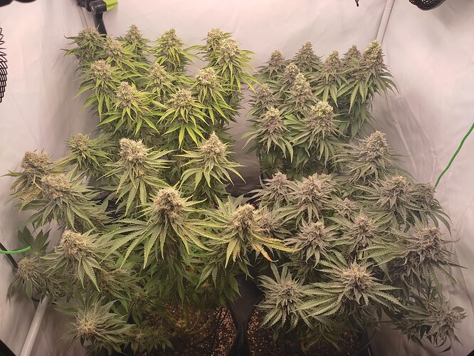 Growreport Bild 7