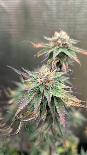 Growreport Bild 5