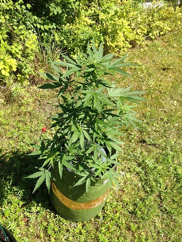 Growreport Bild 30