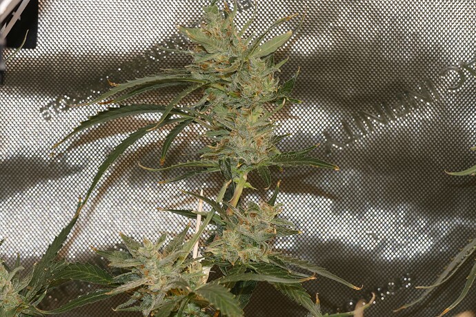 Growreport Bild 7