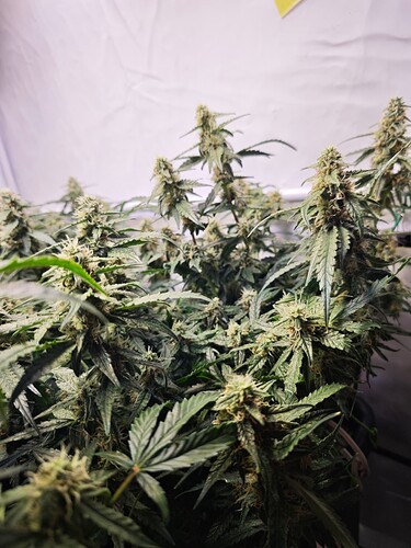 MVIMG_20251109_200700