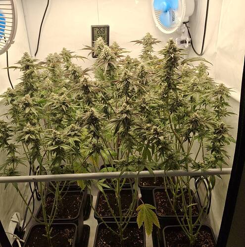 Growreport Bild 5