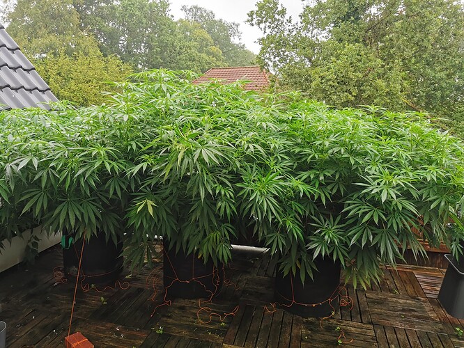 Growreport Bild 13