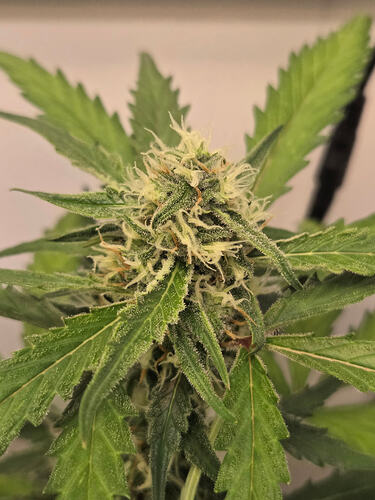 Nahaufnahme eines Cannabis-Buds in der Blütephase mit weißen Stigmen und sichtbaren Trichomen.