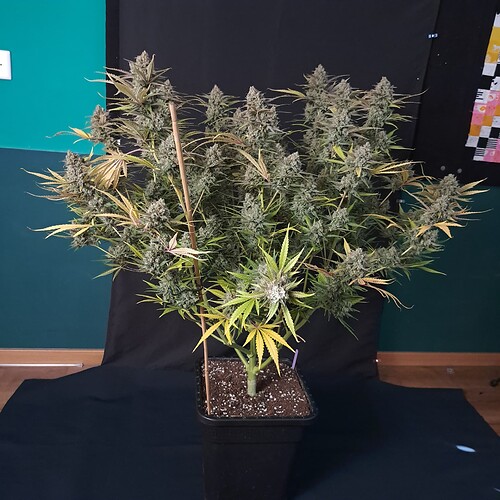 Growreport Bild 12