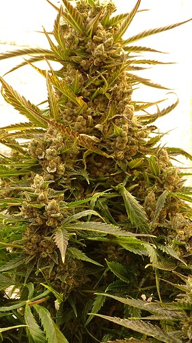 Growreport Bild 27