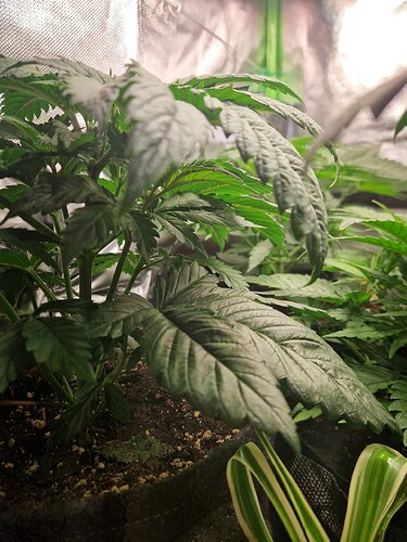 Growreport Bild 8