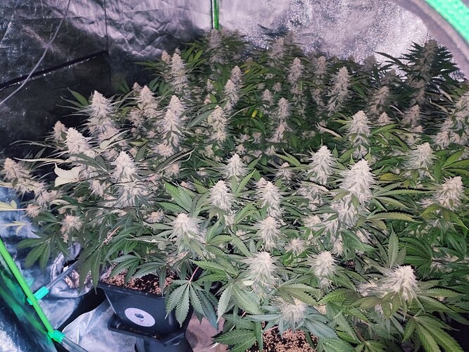 Growreport Bild 20