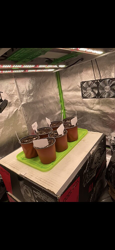 Growreport Bild 1