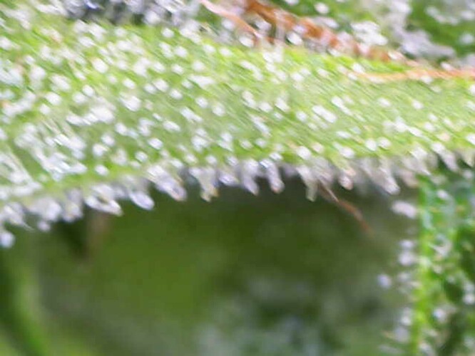 Growreport Bild 91