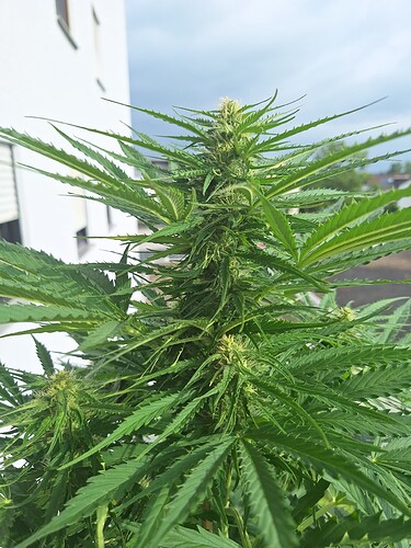 Growreport Bild 17