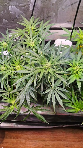 Growreport Bild 15