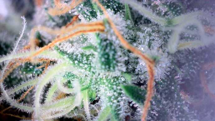 Growreport Bild 35