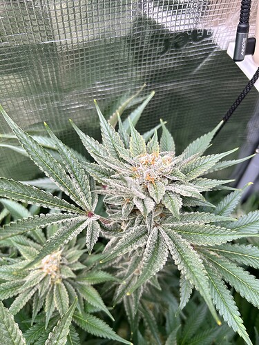 Eine Cannabis-Pflanze in der Blütephase mit dichtem Trichom-Besatz auf den Blüten und Blättern.