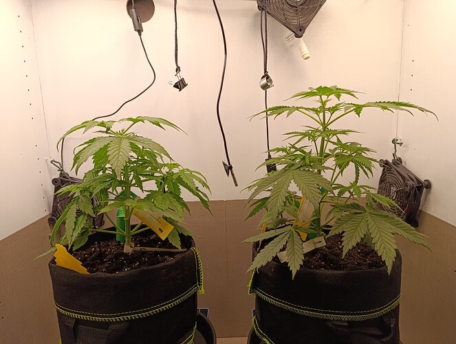 Growreport Bild 9