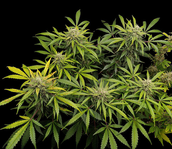 Growreport Bild 2