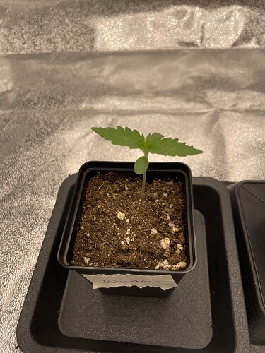 Growreport Bild 11