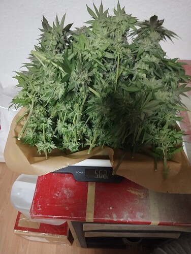 IMG_20250311_204034 - Kopie