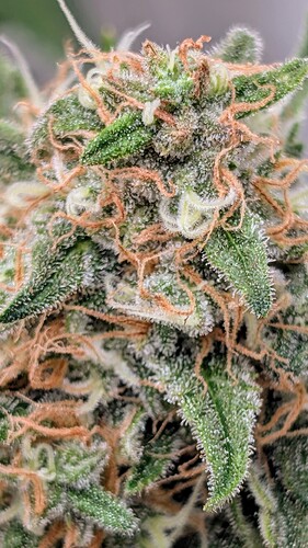 Growreport Bild 35