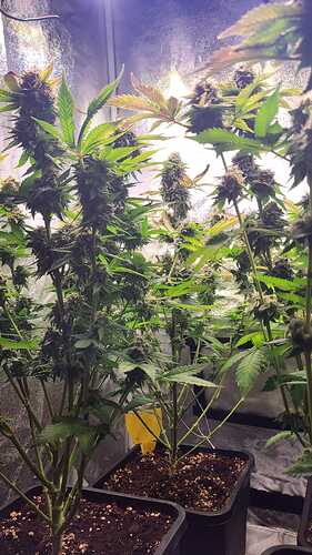 Growreport Bild 42