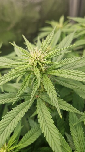 Growreport Bild 4