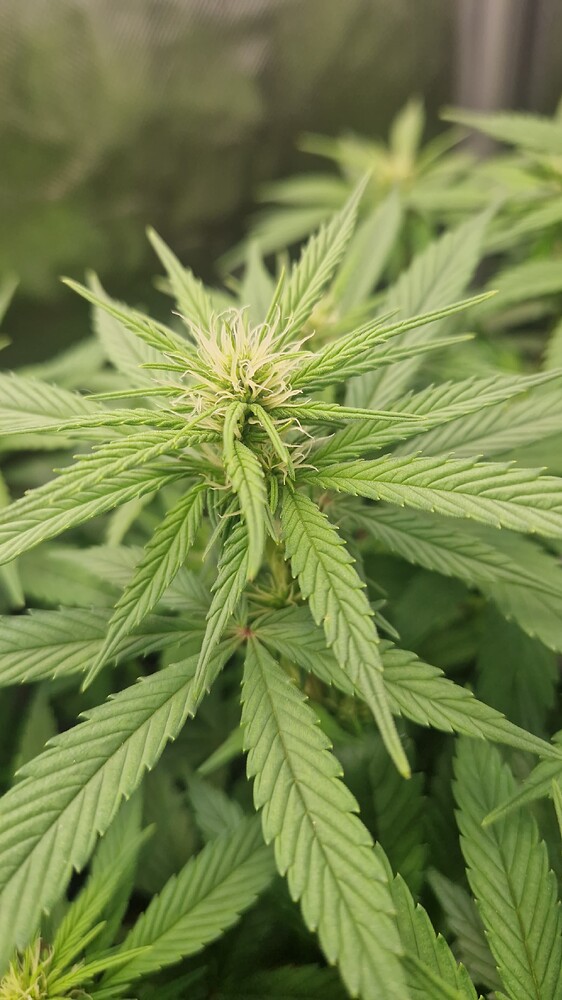 Critical Mass, White Widows und Cinderella99 Muttis