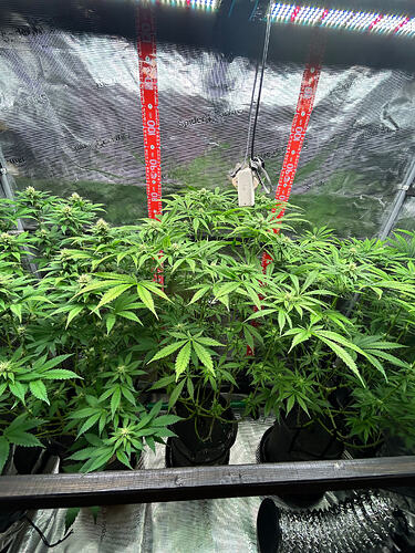 Drei Cannabis-Pflanzen in einem Growzelt während der Blütephase, beleuchtet durch eine LED-Lampe.
