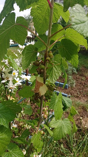 Growreport Bild 22