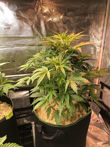 Growreport Bild 1