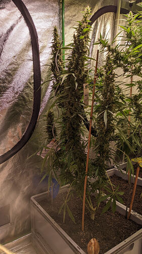 1000028544