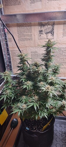 Growreport Bild 5