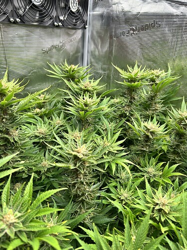 Mehrere Cannabis-Pflanzen in der Blütephase, die in einer Growbox wachsen. Lüfter sind oben an der Wand montiert.