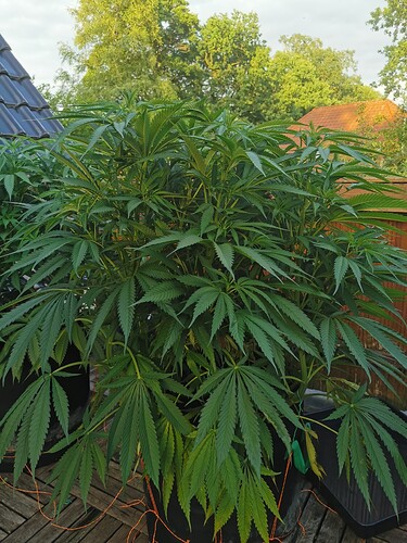 Growreport Bild 13