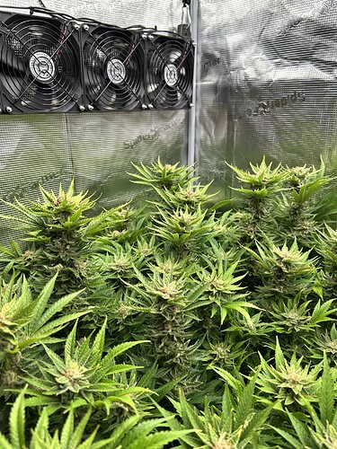 Mehrere blühende Cannabispflanzen in einem Zelt mit drei Lüftern an der Oberseite.
