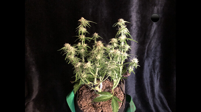 Growreport Bild 12