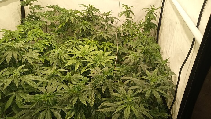 Growreport Bild 5
