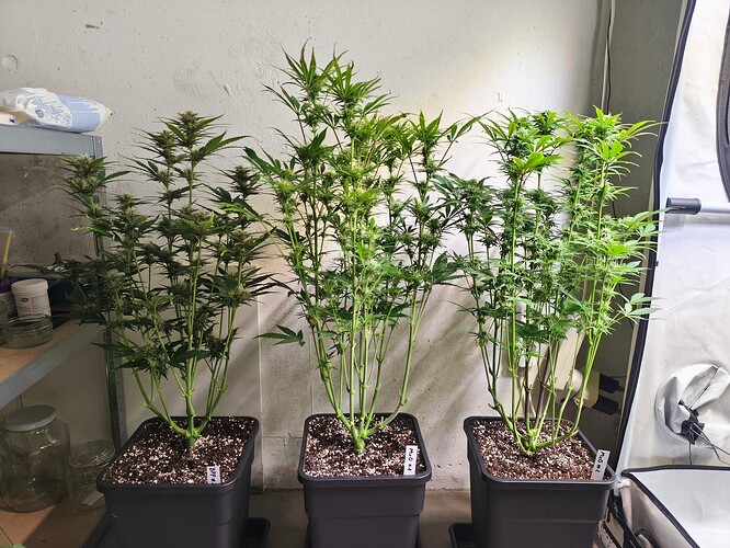 Growreport Bild 6