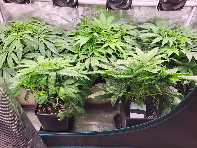 Growreport Bild 7